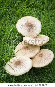Image result for poisonous mushrooms