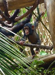 Resultado de imagen de imagenes de loro parque