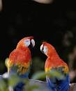 pictures of 2 parrots kissing images animated graphics
