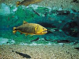 Afbeeldingsresultaat voor bonito brazil