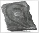Image result for Shoe Sole from Nevada