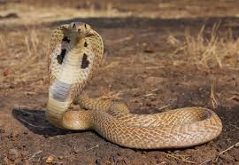 Hasil gambar untuk king cobra