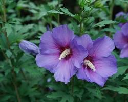 Image of Rose of Sharon