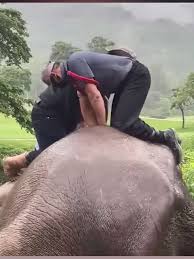 Increíble rescate de elefantes en la naturaleza | TikTok