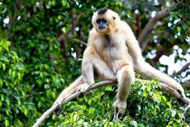 Image result for gibbon