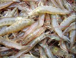 Image result for shrimp farming