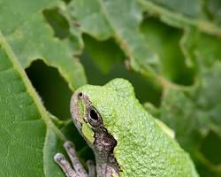 Image of Gray Tree Frog