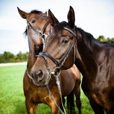 Image result for HORSE
