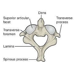 Axis (C2) vertebra