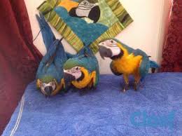 Image result for baby macaw parrot for sale
