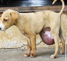 Abandoned pup finds kindness and hope
