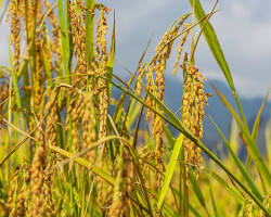 Image of farming in Nepal terrace farming and terai plains paddy field seasonal crops