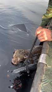 Video shows police in Brazil rescuing an injured jaguar ...