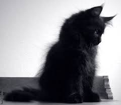 Bildergebnis für schwarzes katzenbaby im wald