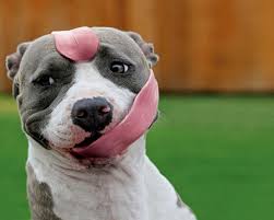 Image result for images of pitbull dogs