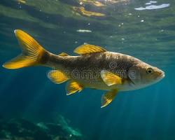 Pescada-Amarela