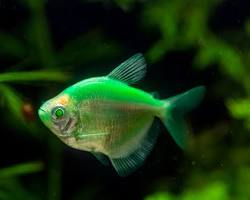 Tetra