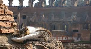 Image result for roman cats