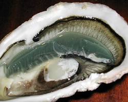 صورة المحار