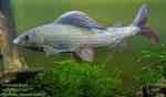 Grayling, Thymallus thymallus - Fishes - NatureGate - LuontoPortti