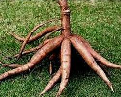 cassava tuber root, AI generated