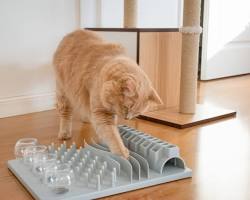 cat playing with a puzzle feederの画像