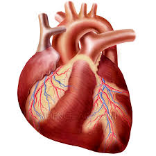 Image result for human heart