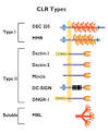 Lectin review