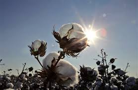 Image result for cotton field workers