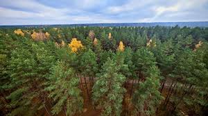Colder weather approaching Latvia – forecasters predict frost and heavier rain showers