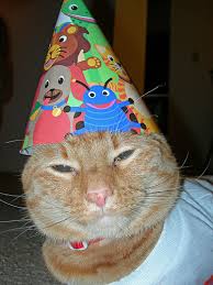 Image result for cats at a party