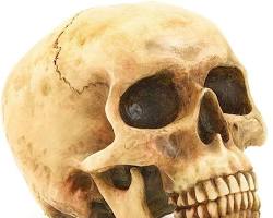 Grinning Highly Realistic Replica Human Skull Statue Home Décor on Amazon