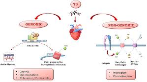 The Interdependent Relationship Between Thyroid Hormones and Cardiovascular Health