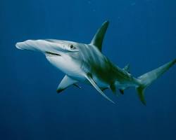 Image of Hammerhead sharks (animal)