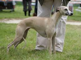 images?q=tbn:ANd9GcRY-Zp6AKN-IwezRklGTljNtnO7xgt65q0ca1FYXcf6oBomiKHl