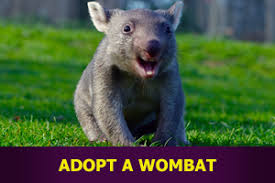 Image result for wombat