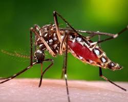 Image of Mosquito