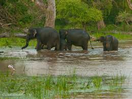 Image result for tourist attractions in sri lankaYala,