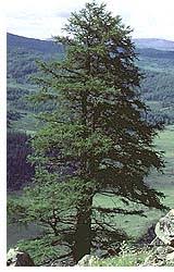 Image result for larch tree