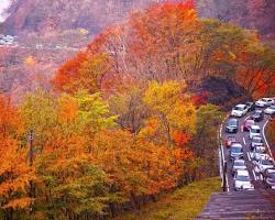 日光いろは坂の紅葉の画像