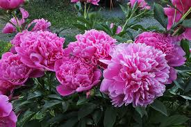 Bildergebnis für pfingstrosen