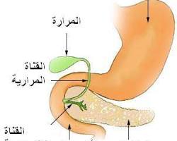 صورة البنكرياس