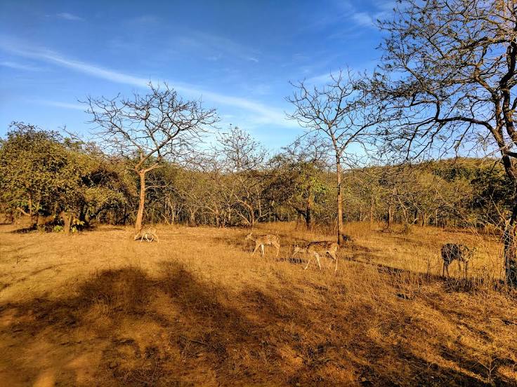 Gir National Park 