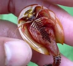 images?q=tbn:ANd9GcRYNyl7QCv9NvYYVK6rqiI9NbaXoVduChGwr4PgCWC8If5nWGAY