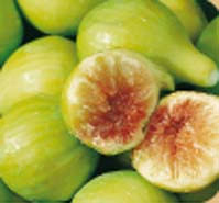 Risultati immagini per fico brogiotto