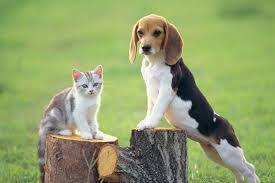 Image result for dog