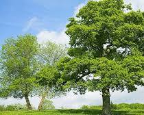 Obraz: Dąb szypułkowy (Quercus robur)