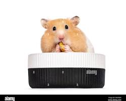 hamster eating from a ceramic food bowl.の画像