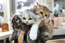 Image result for cute kittens