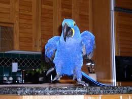 Image result for baby macaw parrot for sale